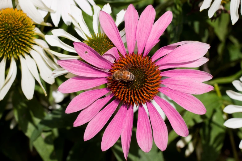 there is pink and white flowers with a bee on it