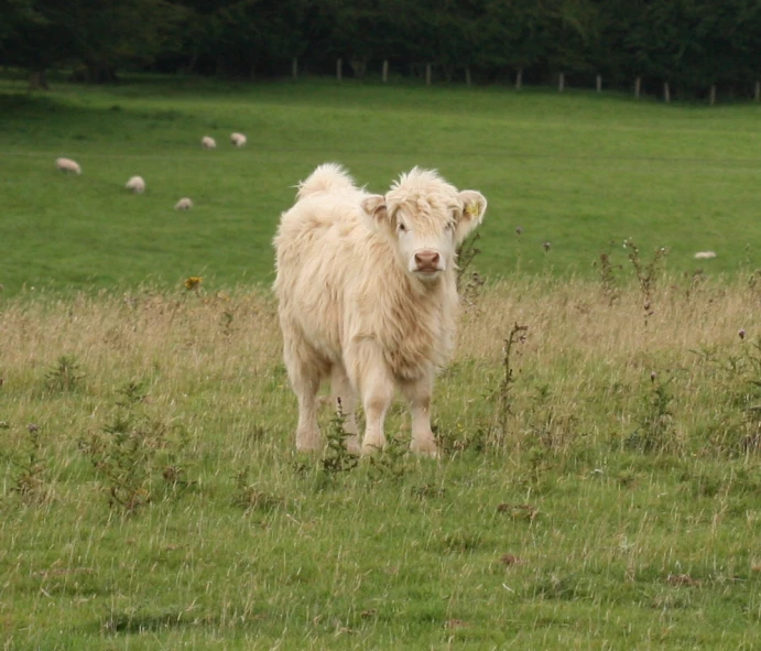 the fluffy calf stands in the field with sheep in the background