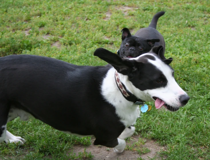 two black and white dogs in a field