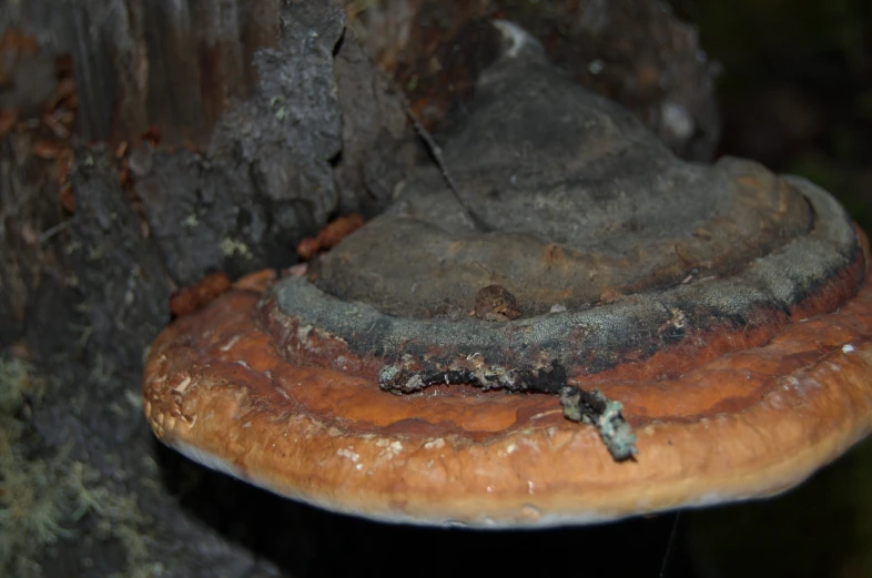mushroom growing on the side of a tree