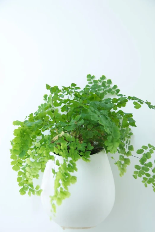 a vase with an assortment of plants in it