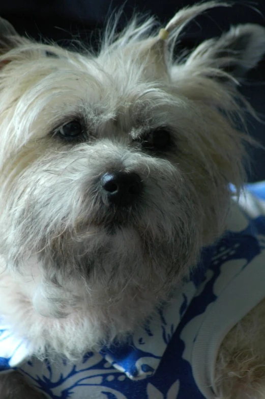 a gy white dog with a blue and white flowered collar