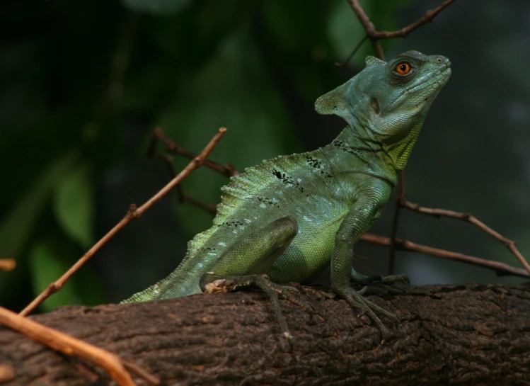 a green and yellow lizard sitting on a tree nch