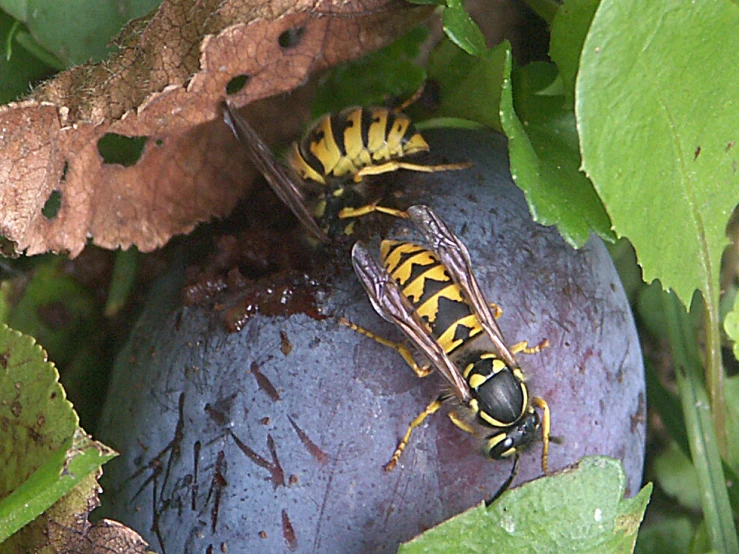 an insect perched on a fruit in a bush