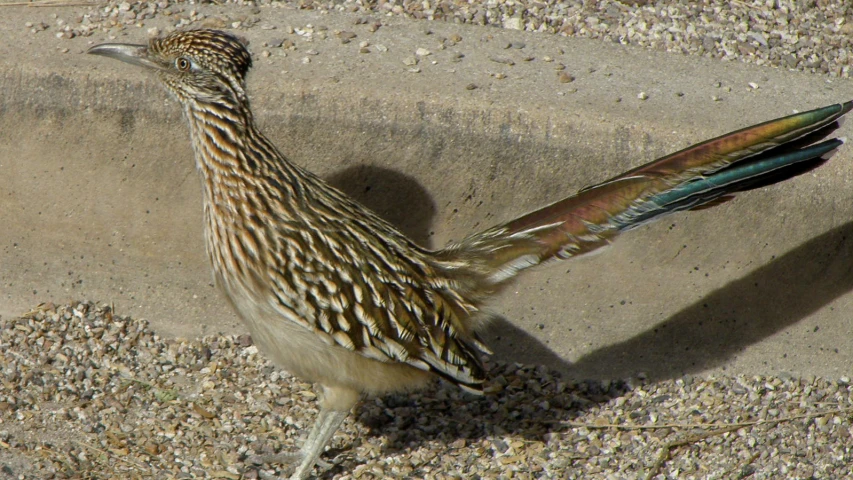 a close up of a bird in a dirt and gravel area