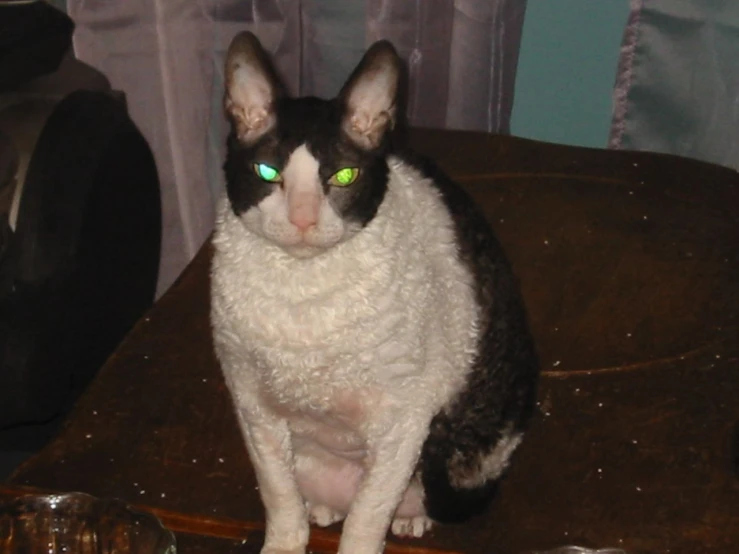 a white cat with green eyes on a luggage bag