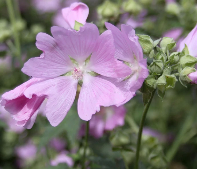 some pink flowers are growing and green stems