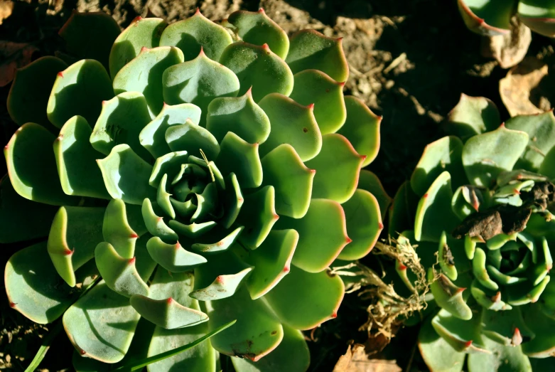 this is a closeup of a succulent plant