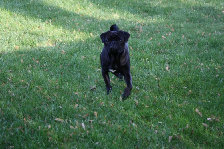 a small black dog running through a field of grass