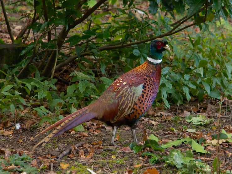 colorful bird standing on the ground near green leaves