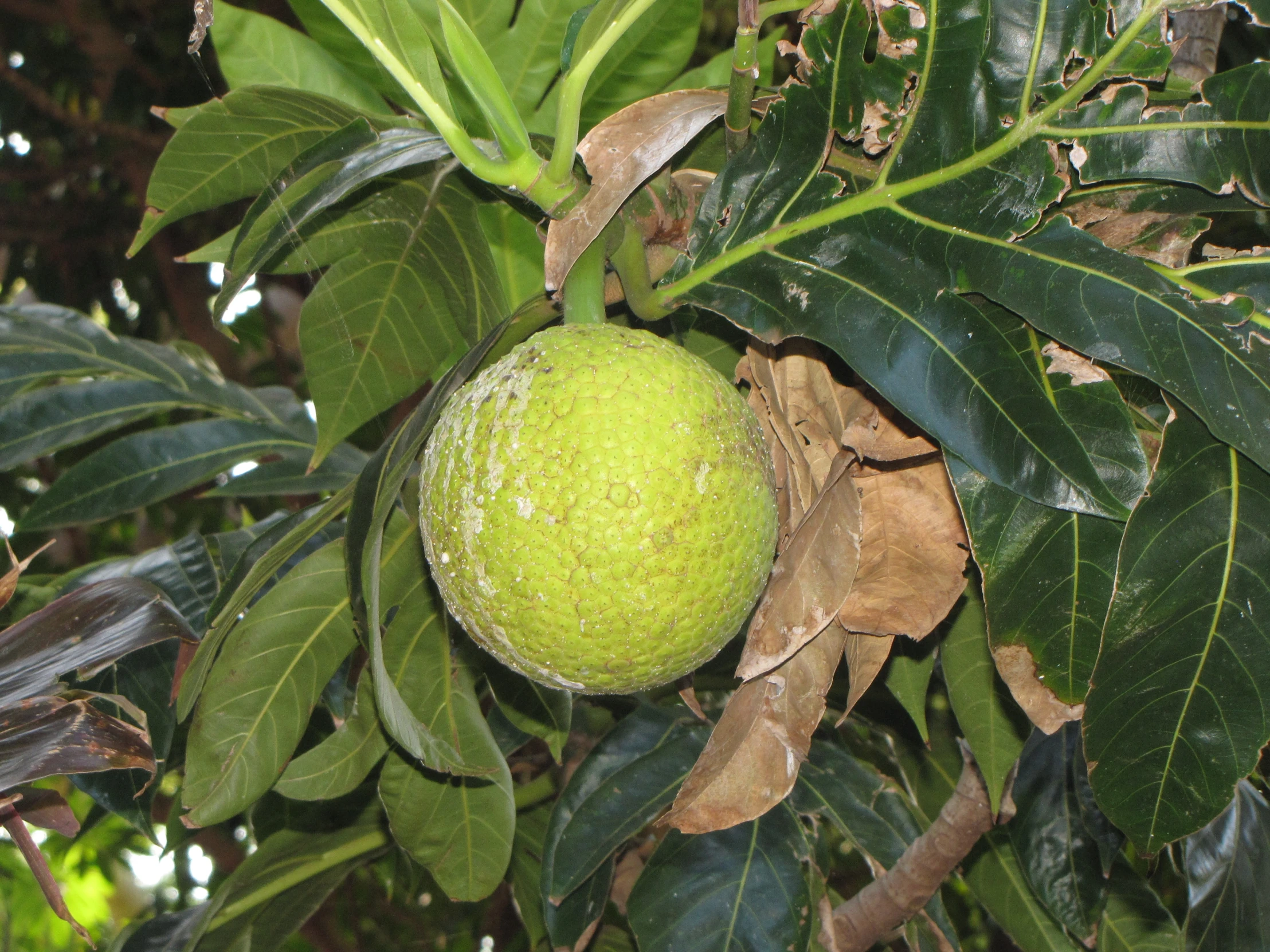 the fruit is still in its green leaves