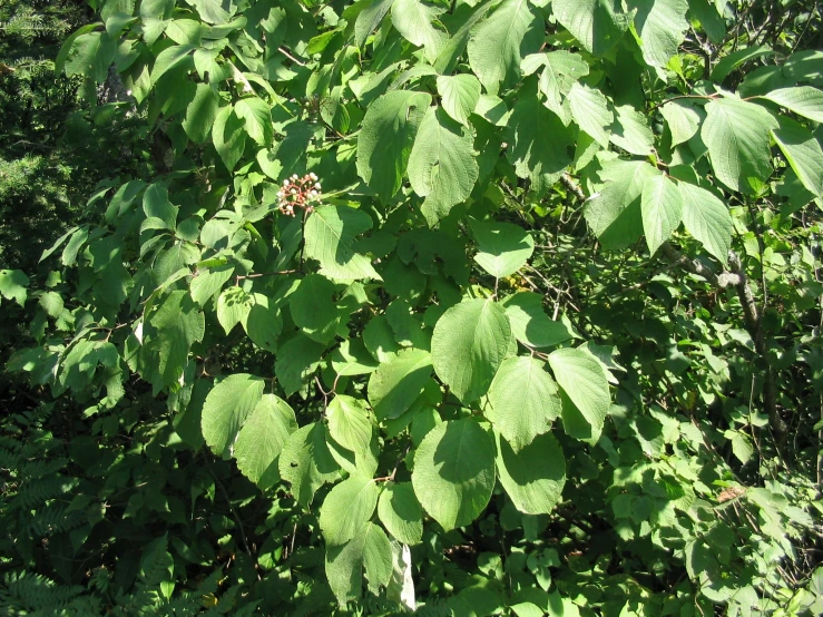 the green leaves of a tree with small pink berries on it