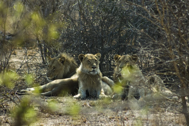 three lion sitting in the sun and one sitting down