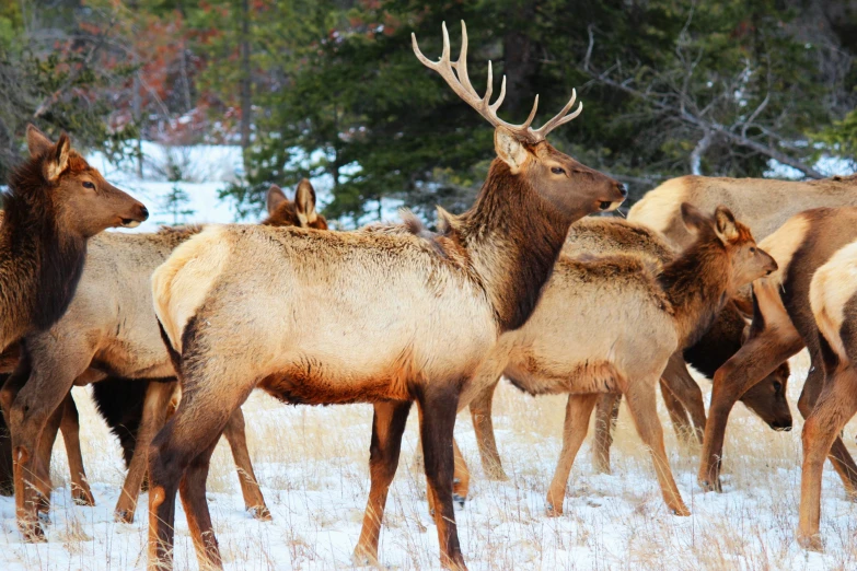 a bunch of moose standing in the snow