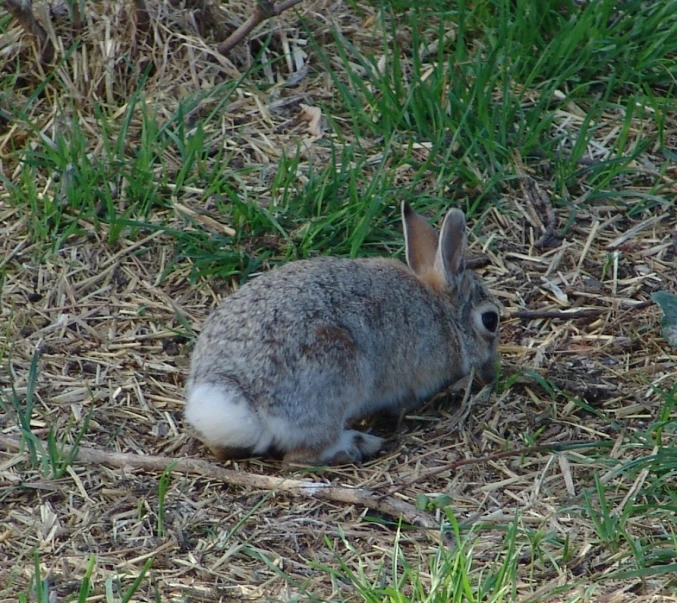 a small rabbit that is sitting in the grass