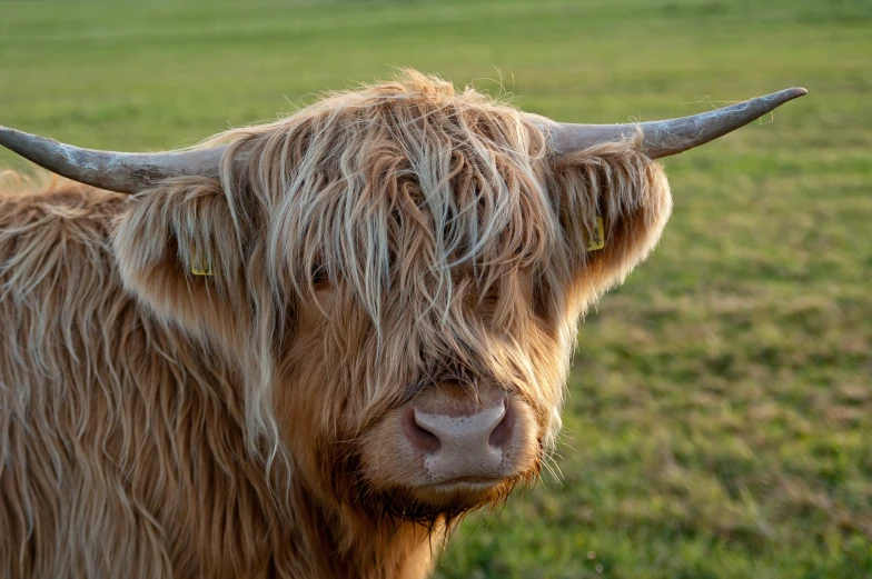 a long haired yak with horns in a field