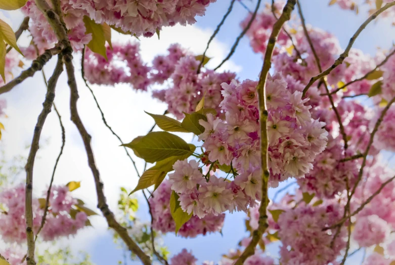 the pink flowers of a flowering tree look like they've come out of the water