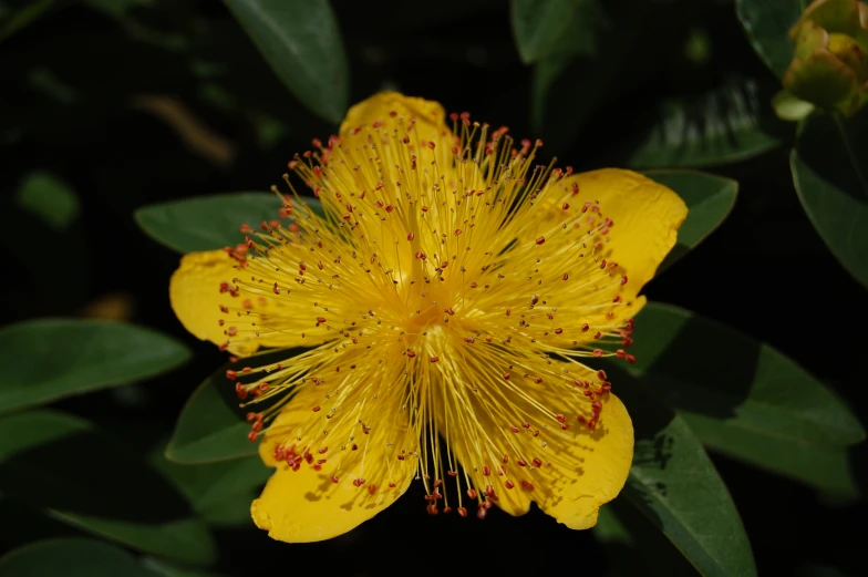 a yellow and white flower with green leaves behind it