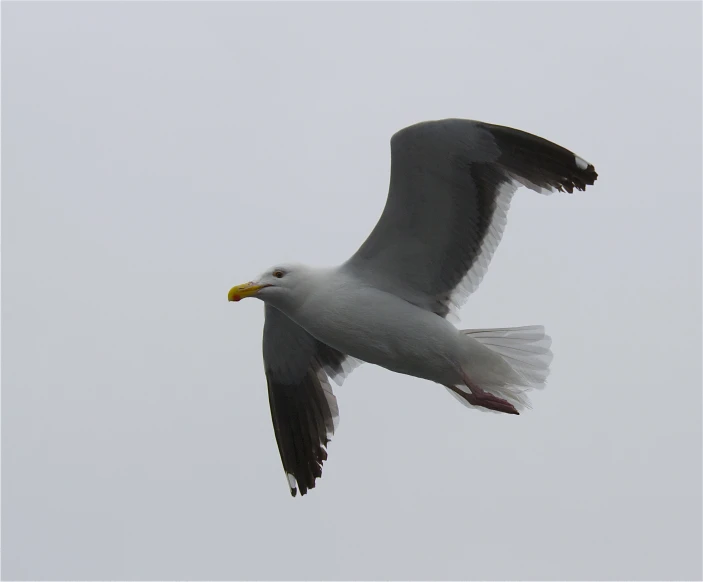 a white seagull flying on a cloudy day