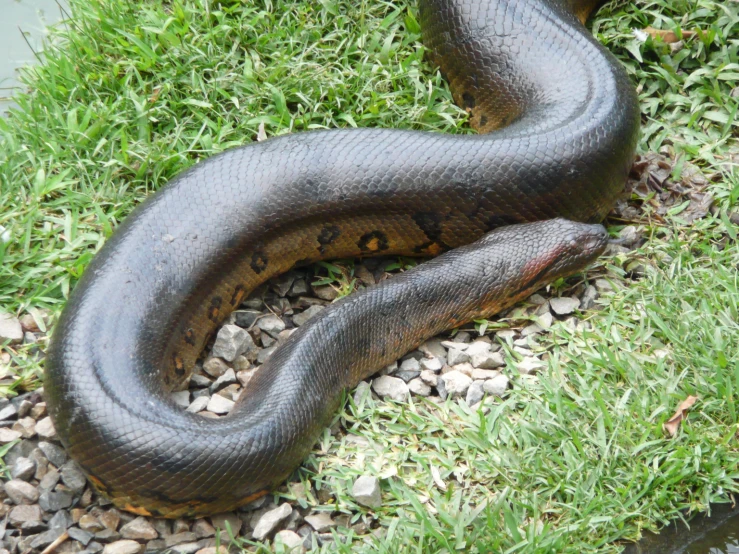 a large snake in grass with rocks surrounding it