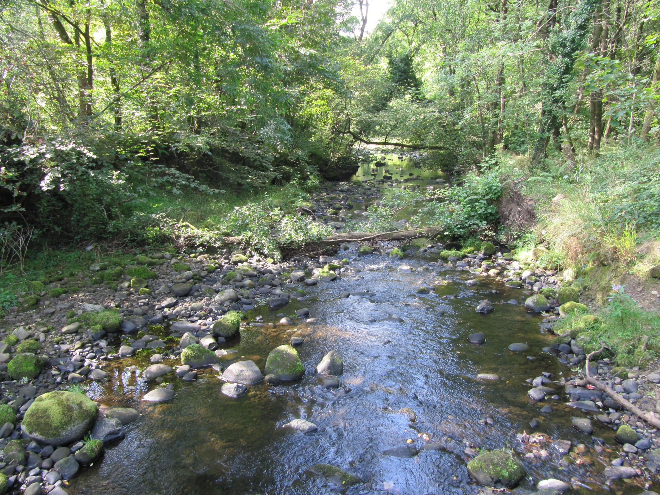 small stream running through a wooded area in the woods