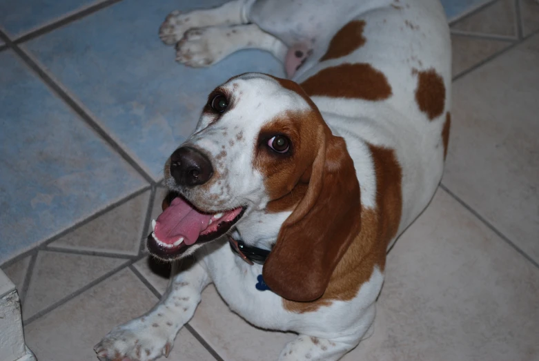 a dog is laying down on the ground with his tongue hanging out