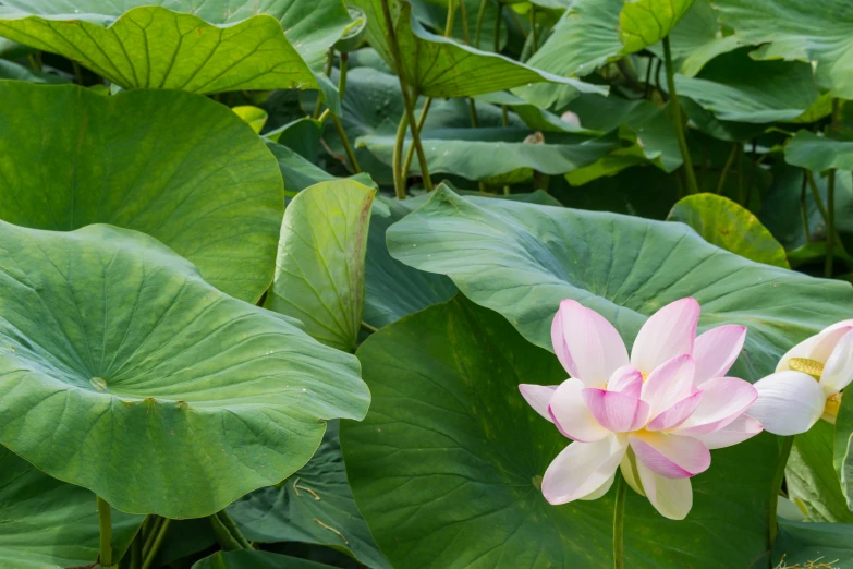 the pink and white flower is on the large plant