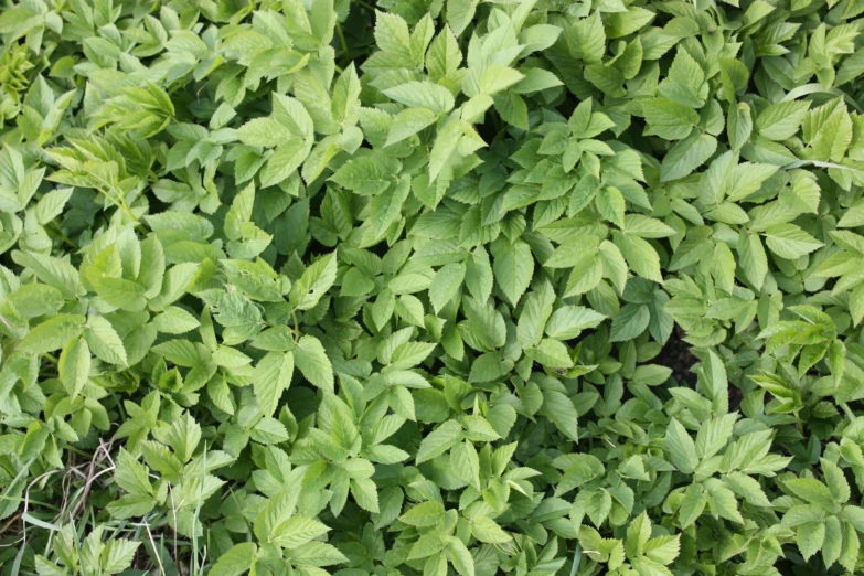 a closeup of a green plant with leaves