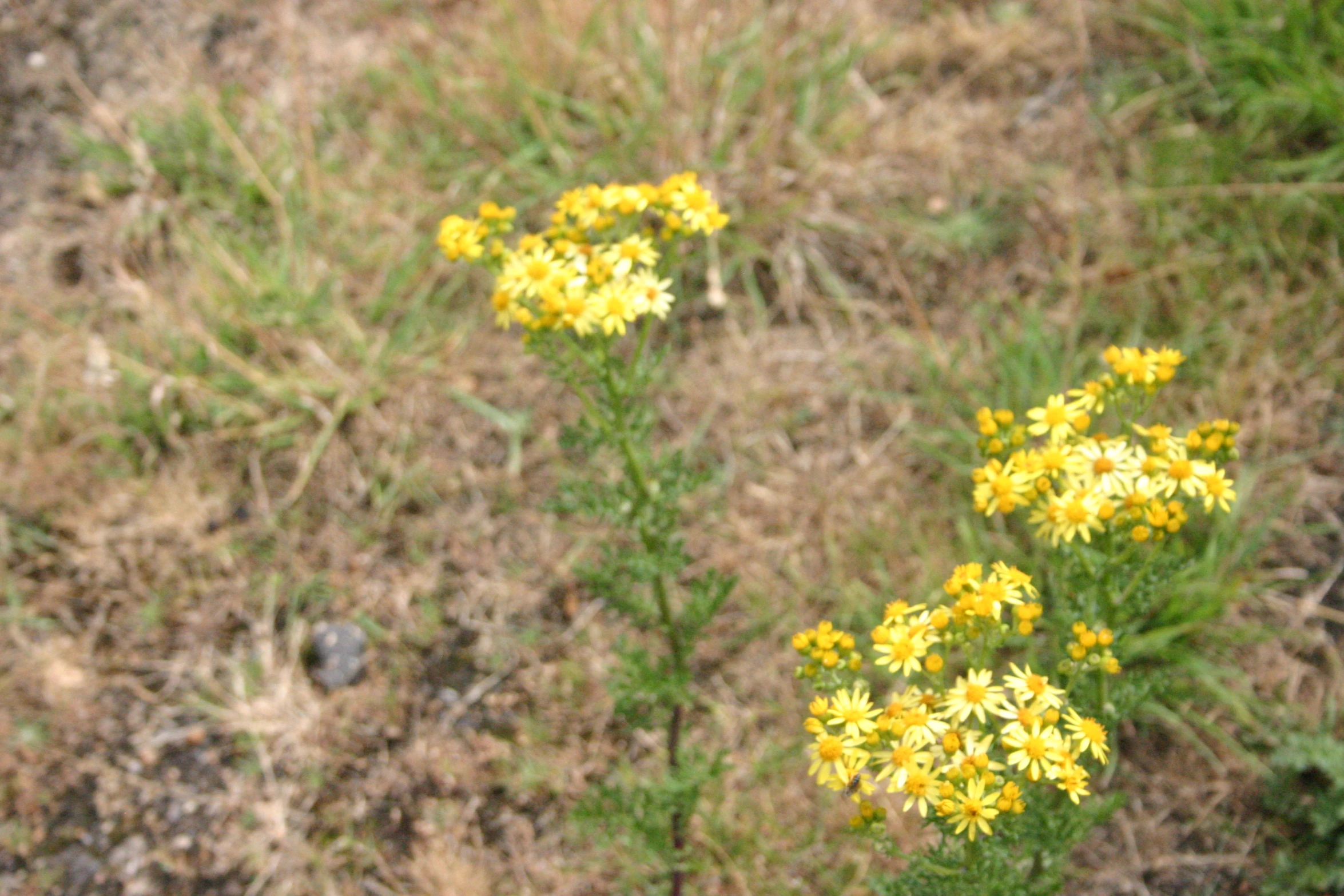 a flower in a field that is yellow