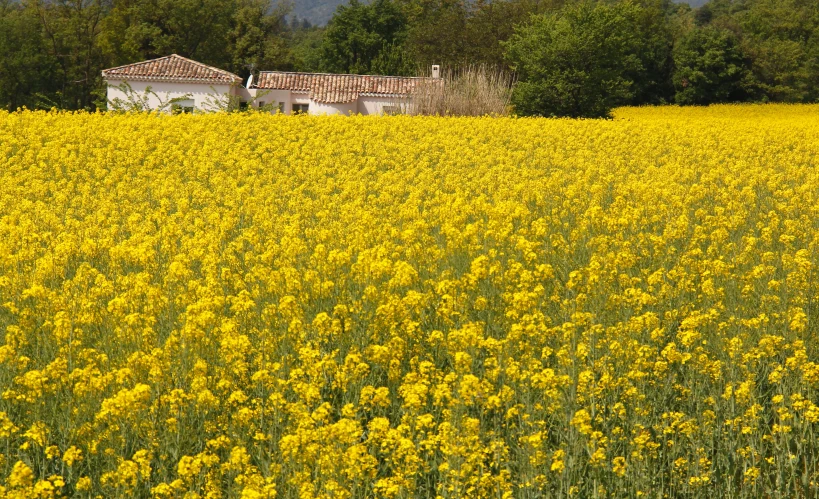 yellow flowers and a house in the distance