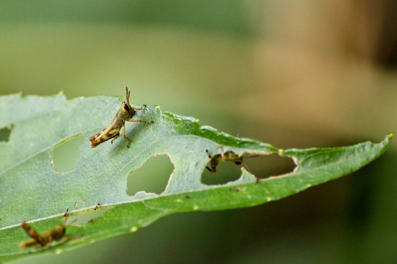 two insects are sitting on a leaf