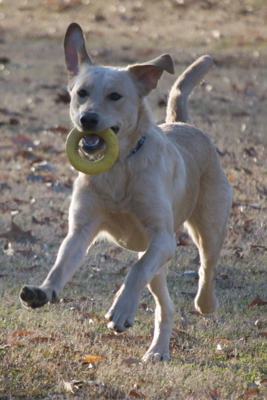 the dog is playing with the toy in the field