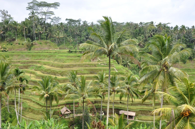a rice field with some huts and trees on it