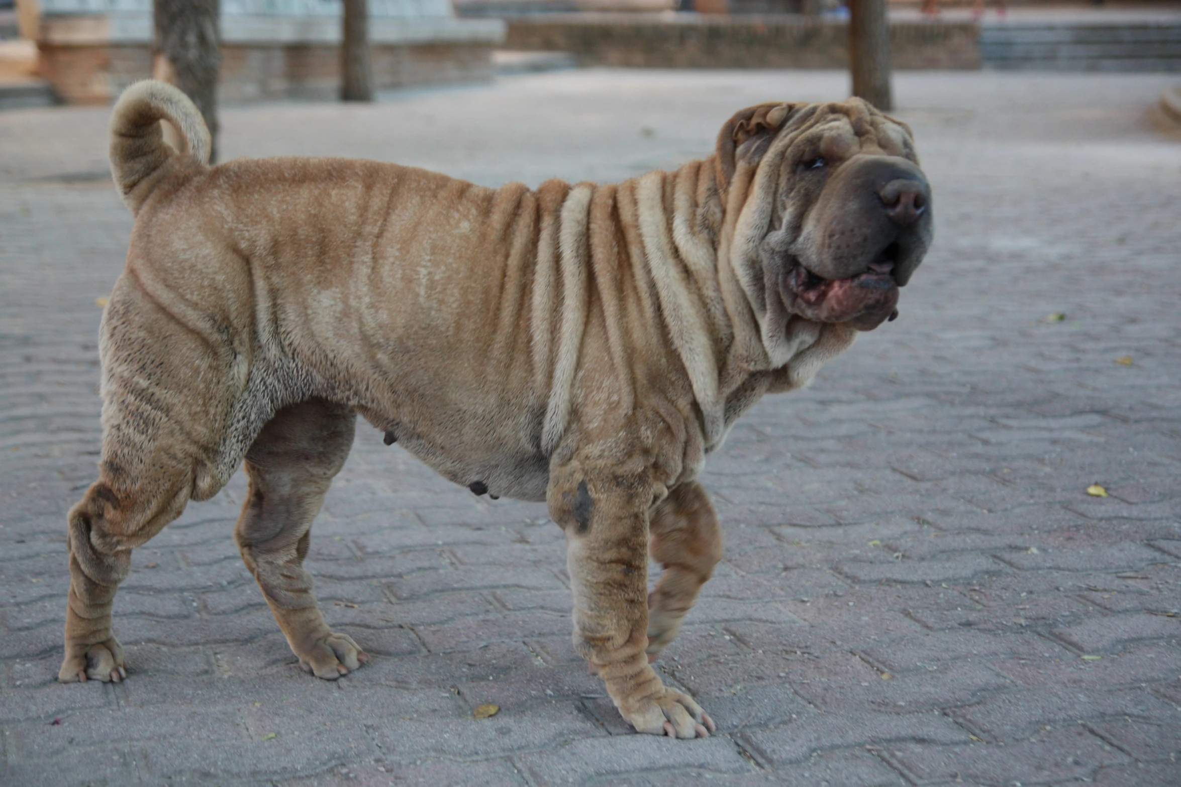 the large dog has spots all over his body