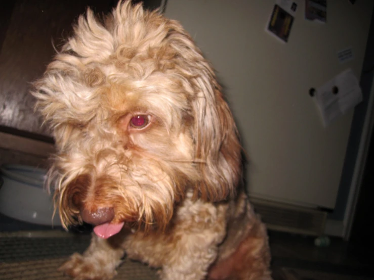 a brown dog with red eyes sitting on a rug