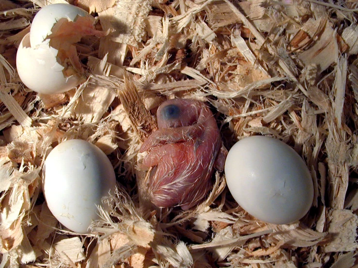 an image of bird eggs in the woods