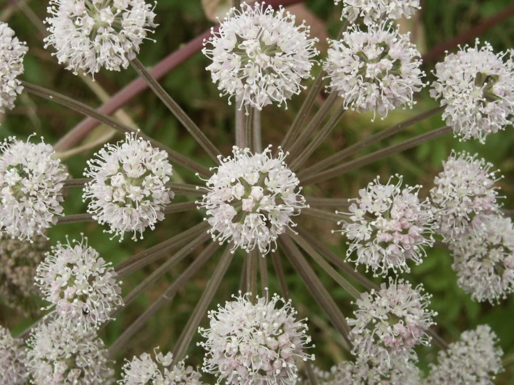 the white flower head is surrounded by many small leaves