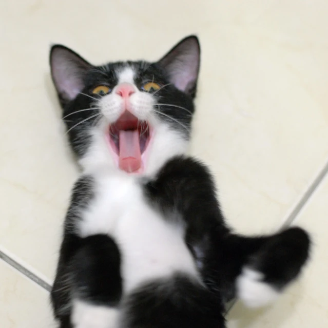 a black and white cat looking up at soing