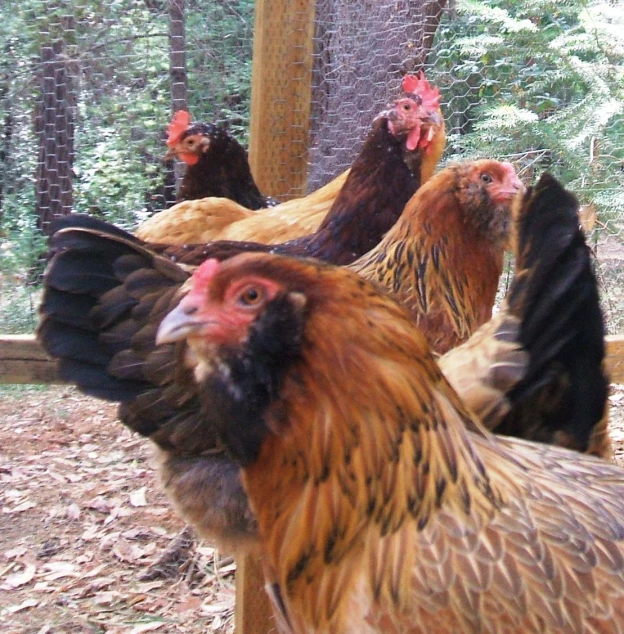 chickens stand in the dirt next to an outdoor pen