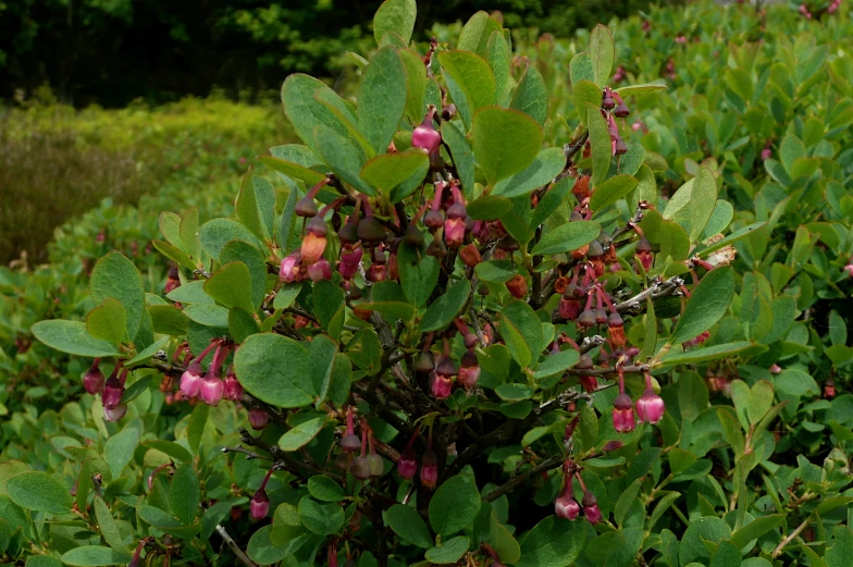 the green and pink bush is full of flowers