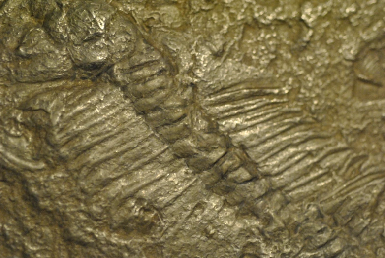 a fossil like animal in a close up image