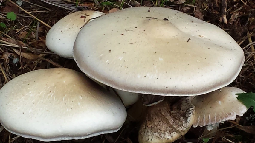 several mushrooms in the ground and grass are growing