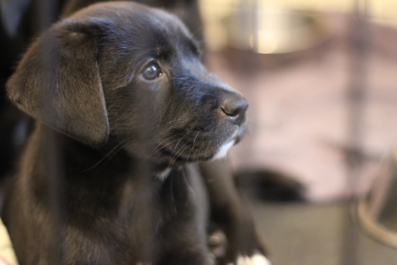 a black puppy sits on a couch with its paws in his lap