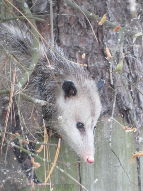 an image of a small white animal in the woods