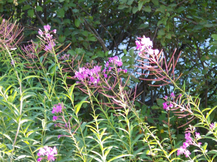 a bush with lots of purple flowers growing on it