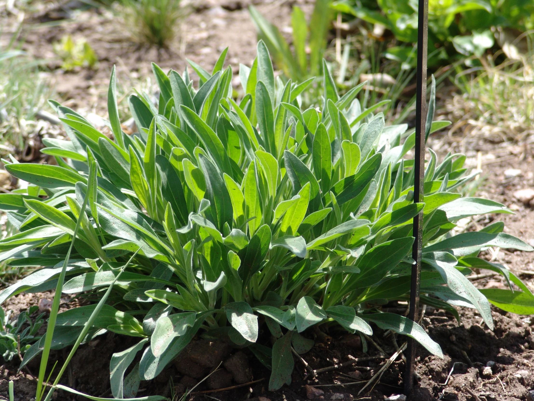 a green plant is growing in the dirt