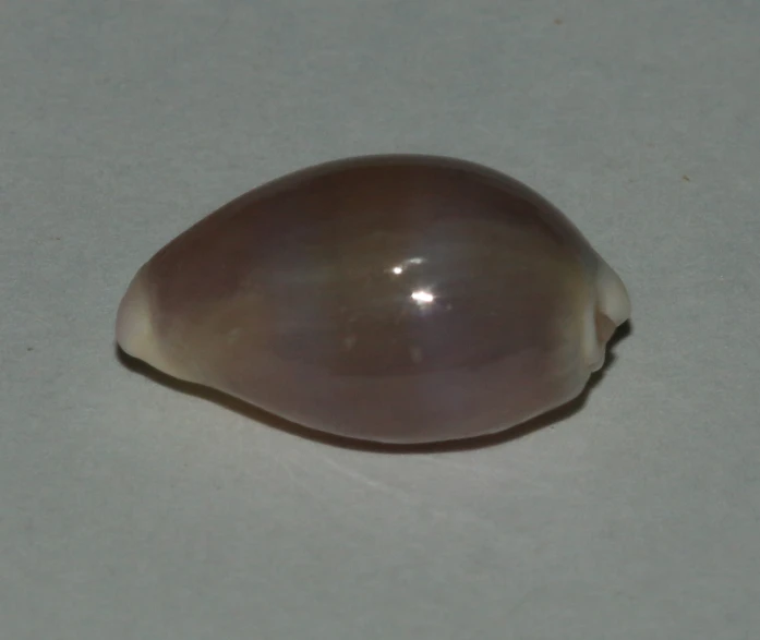a sea shell sitting on top of a white surface