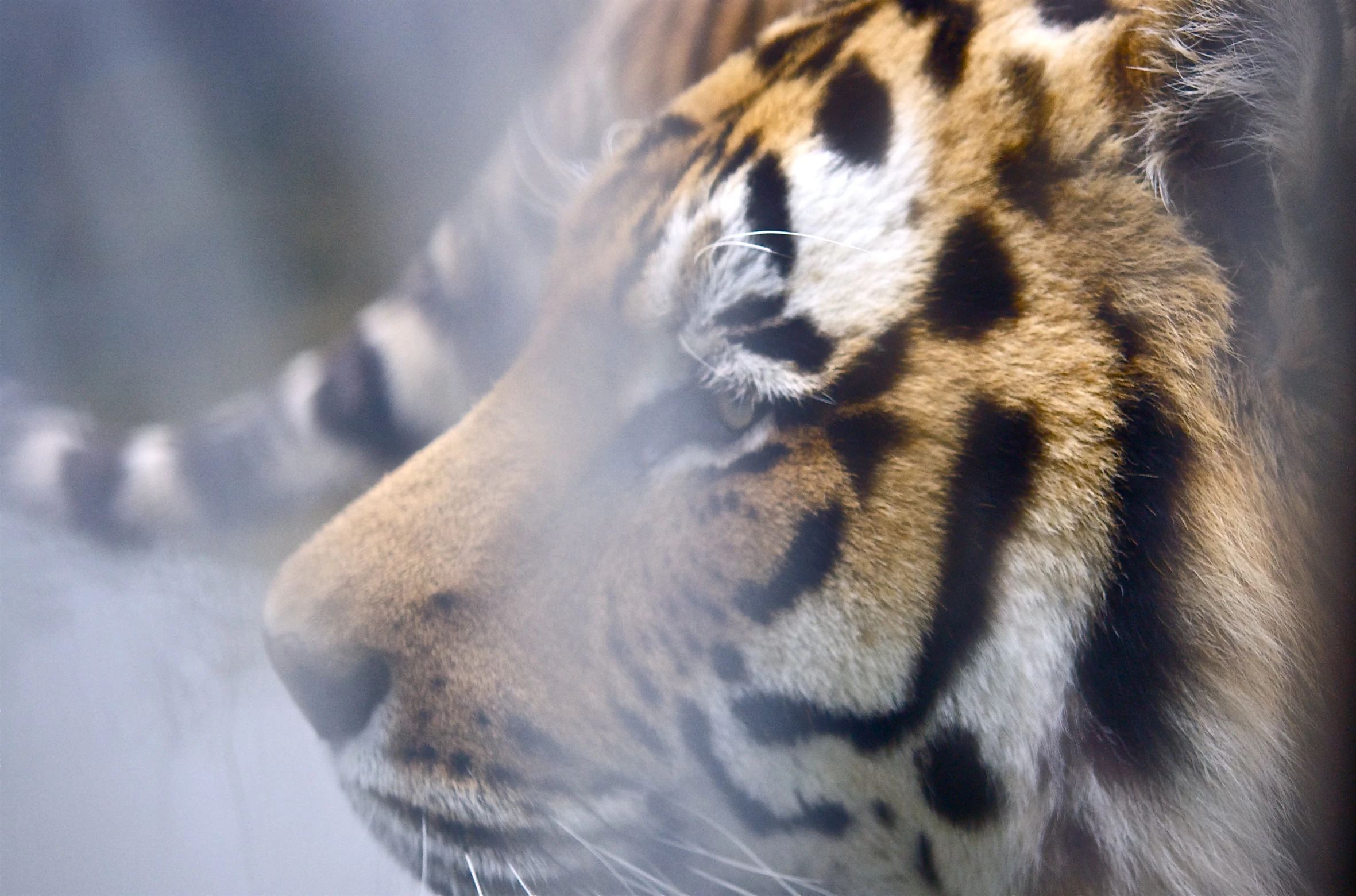 an adult tiger is close up and looking at soing