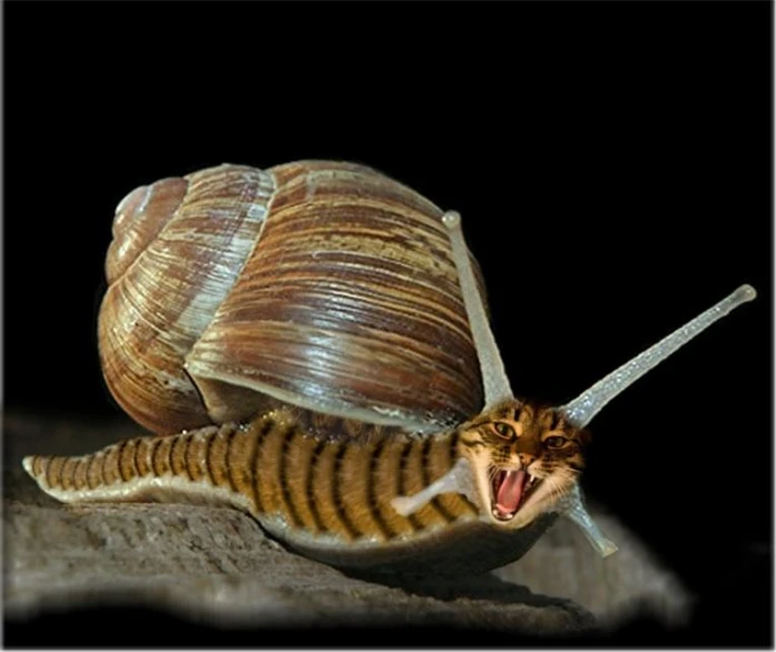 a small snail crawling on top of a wooden surface