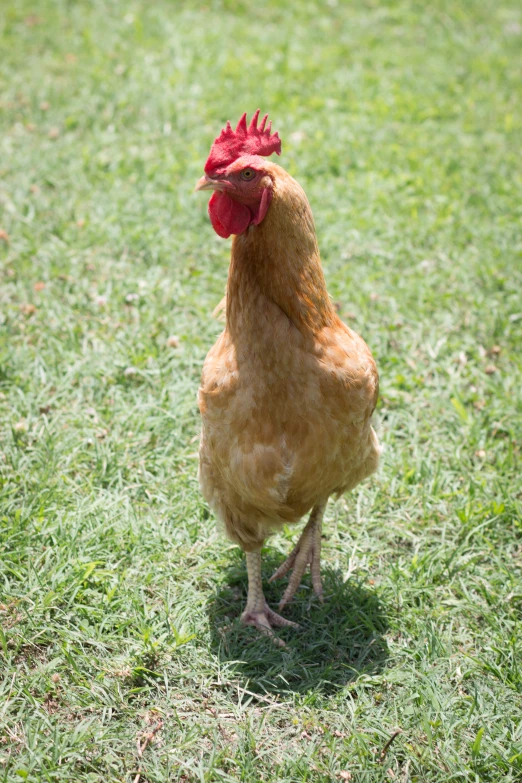 a large chicken walking on top of a green field